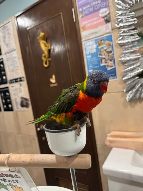 Photo 1 of フレカ 三宮店 — Reptile Cafe in Kobe Chuo Ward, Japan