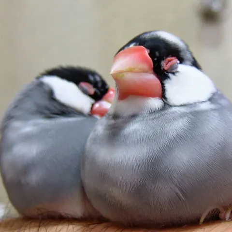 Photo 6 of ぽこの森 — Bird Cafe in Kobe Nada Ward, Japan