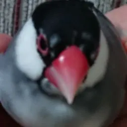 Photo 8 of ぽこの森 — Bird Cafe in Kobe Nada Ward, Japan