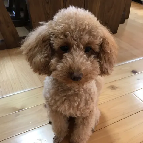 Photo 3 of Trimming & cafe Nico — Dog Cafe in Miyakojima Ward, Japan
