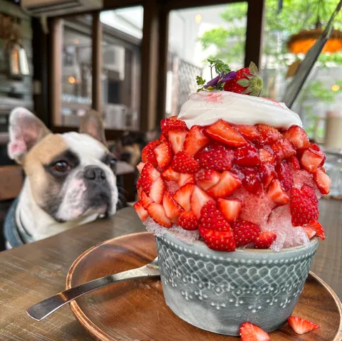 Photo 4 of caffè VERO with the dog (ドッグカフェ) — Dog Cafe in Kawanishi Higashikushiro, Japan