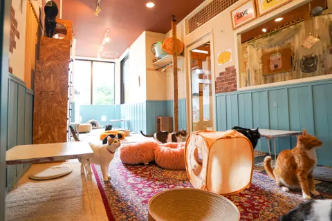 Photo 2 of フライト888KOBE — Dog Cafe in Ward Kobe, Japan