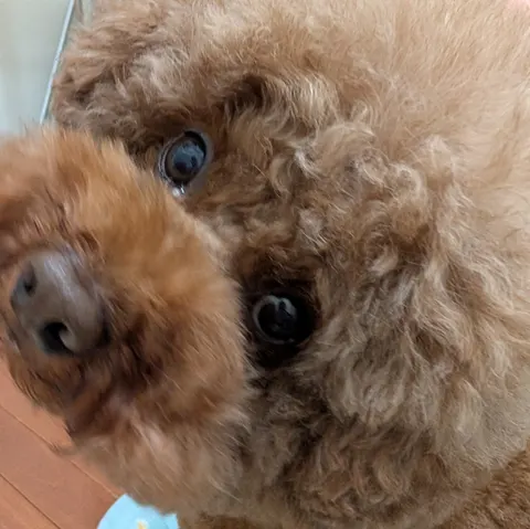 Photo 6 of フライト888KOBE — Dog Cafe in Ward Kobe, Japan