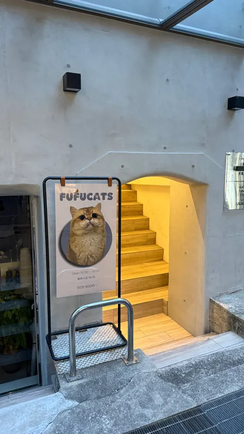 Photo 1 of FuFu cats — Cat Cafe in Kobe Chuo Ward, Japan