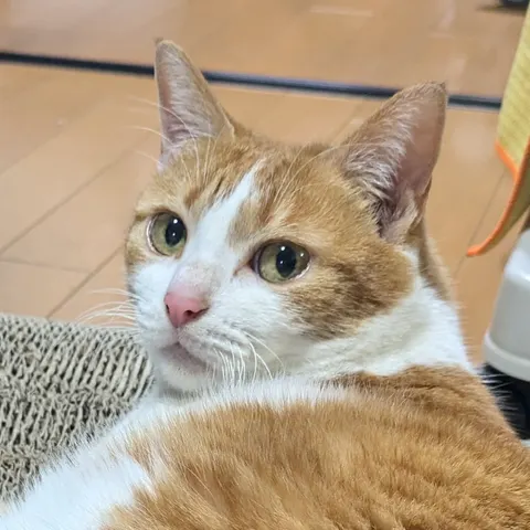 Photo 8 of FuFu cats — Cat Cafe in Kobe Chuo Ward, Japan