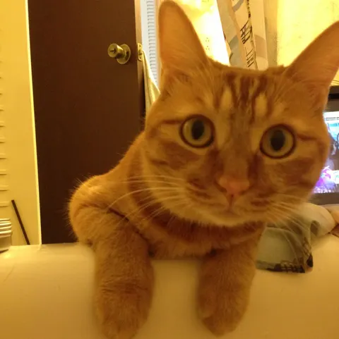 Photo 7 of 猫カフェ miacis ねこまみれ元町店 — Cat Cafe in Kobe Chuo Ward, Japan
