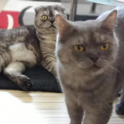 Photo 4 of Owl Cafe Chouette — Owl Cafe in Chuo Ward, Japan