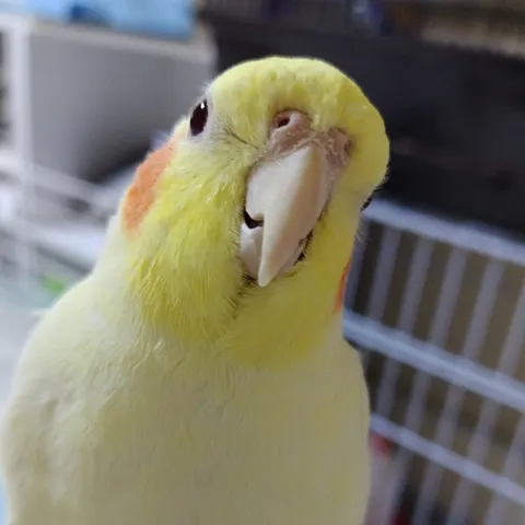 Photo 8 of ［ドルボム］1F里親募集会場 — Animal Cafe in , Japan