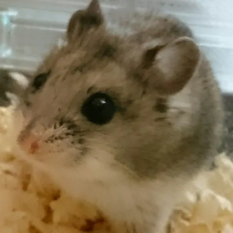 Photo 8 of うさぎカフェ Rin＆Marcy（リン＆マーシィー） — Rabbit Cafe in Ward Kobe, Japan