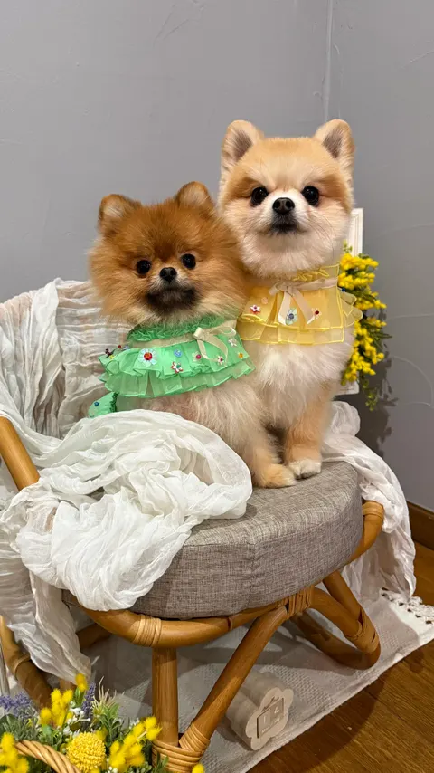 Photo 3 of Dog café mellow — Dog Cafe in Kobe Chuo Ward, Japan
