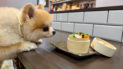 Photo 4 of Dog café mellow — Dog Cafe in Kobe Chuo Ward, Japan