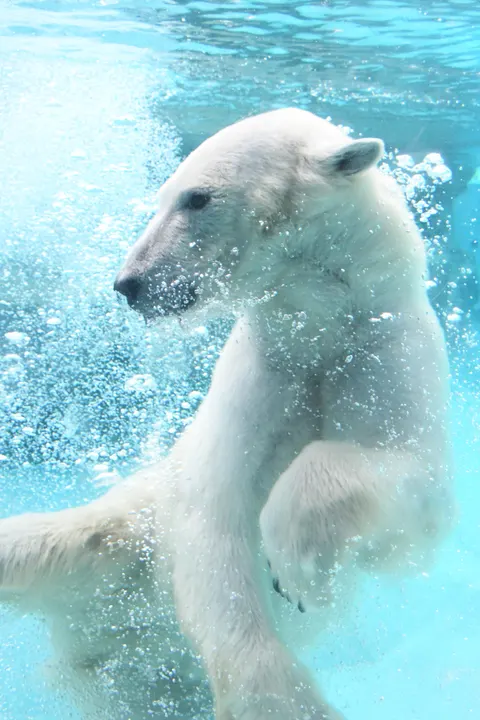 Photo 1 of Kobe Ōji Zoo — Animal Cafe in , Japan