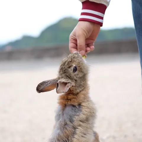 Photo 7 of うさぎと葉っぱ — Rabbit Cafe in Kobe Hyogo Ward, Japan