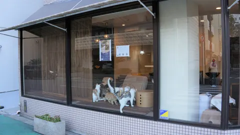 Photo 2 of Cat Space — Cat Cafe in Ward, Japan
