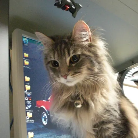 Photo 5 of Cat Cafe nekonoto Kobe — Cat Cafe in Kobe Suma Ward, Japan
