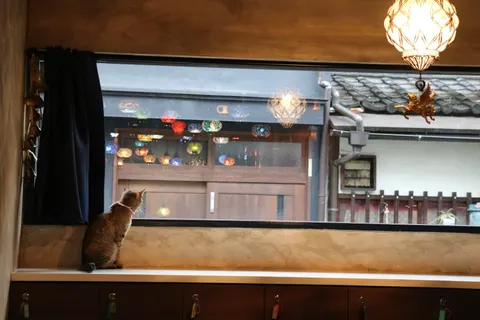 Photo 2 of Cats cafe nekonojikan — Animal Cafe in Kita Ward, Japan