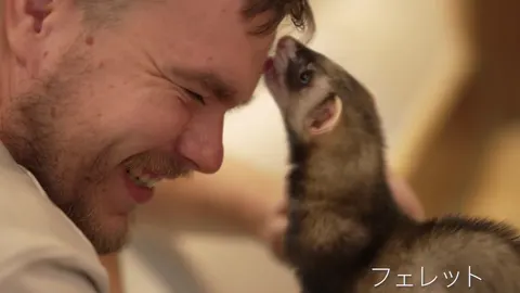 Photo 1 of Rock Star — Hedgehog Cafe in Chuo Ward, Japan