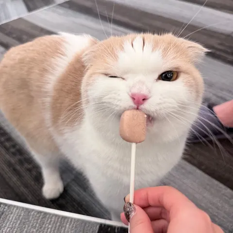 Photo 3 of CAT CAFE MOCHA AEON MALL Kobe — Cat Cafe in Kobe Kita Ward, Japan
