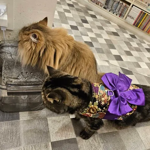 Photo 6 of CAT CAFE MOCHA AEON MALL Kobe — Cat Cafe in Kobe Kita Ward, Japan