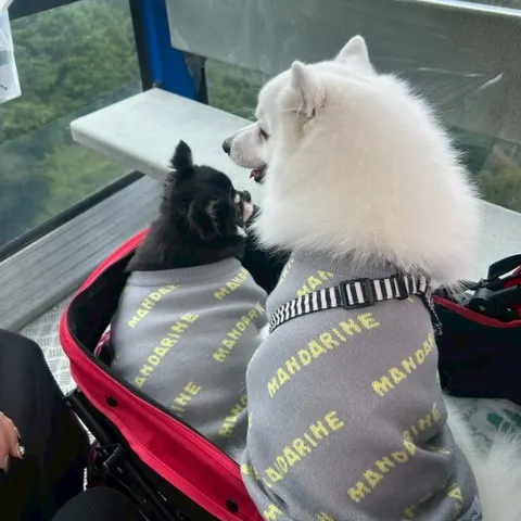 Photo 3 of cafe dining sora — Dog Cafe in Hayashisakicho Akashi, Japan