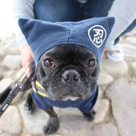 Photo 4 of cafe dining sora — Dog Cafe in Hayashisakicho Akashi, Japan