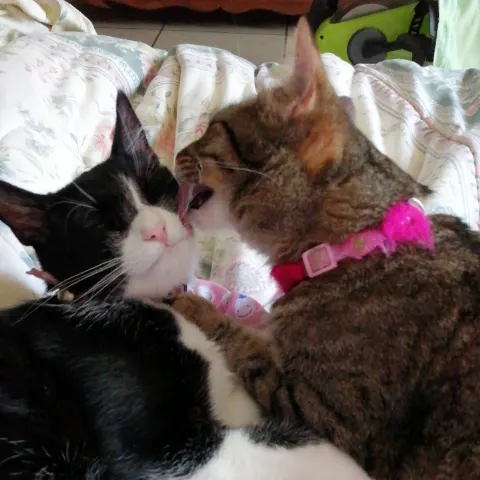 Photo 5 of Cafe for people who love cats Protective cats Cafe Uriel — Cat Cafe in Ward, Japan