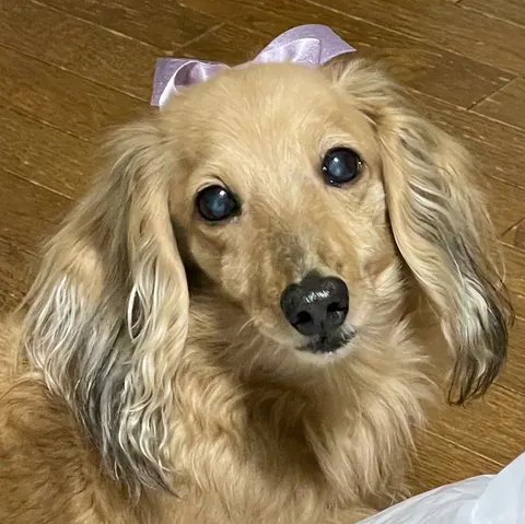 Photo 5 of Dog Friendly JEWEL COFFEE & TEA (ドッグフレンドリージュエルコーヒーアンドティー) — Dog Cafe in Kobe Chuo Ward, Japan