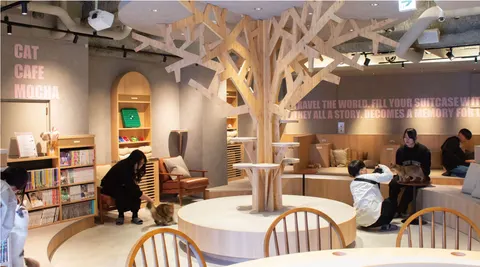 Photo 1 of cat cafe MOCHA Kobesannomiya Store — Cat Cafe in Ward Kobe, Japan