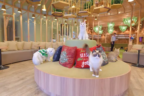 Photo 2 of cat cafe MOCHA Kobesannomiya Store — Cat Cafe in Ward Kobe, Japan