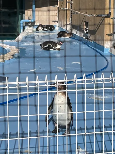 Photo 6 of Penguins — Penguin Cafe in , Japan