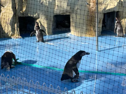 Photo 7 of Penguins — Penguin Cafe in , Japan