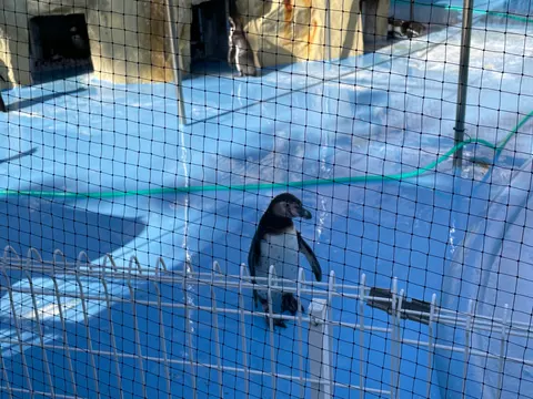 Photo 8 of Penguins — Penguin Cafe in , Japan