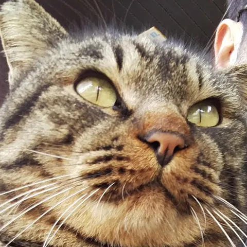 Photo 6 of ペットサロン&カフェ メディマル — Animal Cafe in Ward, Japan