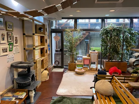 Photo 1 of Cat Cafe Nyanyanomori — Cat Cafe in Kobe Higashinada Ward, Japan