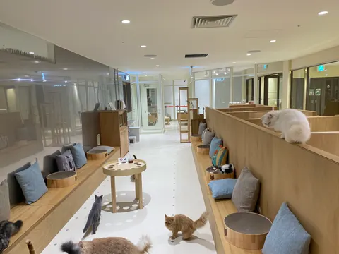 Photo 1 of Cat Cafe MOFF Tennoji MIO — Cat Cafe in Tennoji Ward, Japan