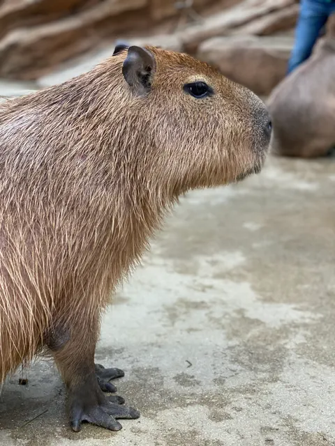 Photo 1 of Kobe Animal Kingdom — Animal Cafe in Ward Kobe, Japan