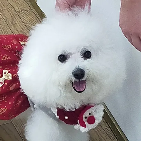 Photo 6 of Cafe & Dining Cotton — Dog Cafe in Ward, Japan