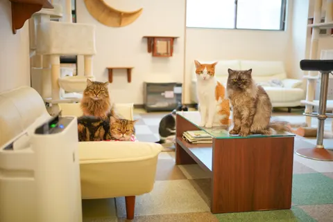 Photo 2 of mipig cafe 神戸三宮店【マイクロブタカフェ】 — Pig Cafe in Ward Kobe, Japan
