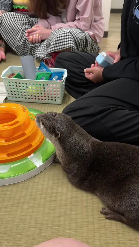 Photo 1 of LOUTRE 大阪店 — Animal Cafe in Naniwa Ward, Japan