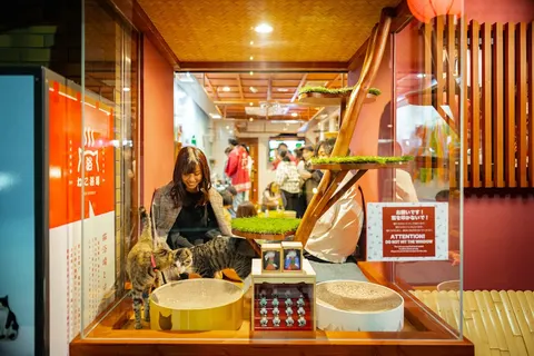 Photo 1 of Neco Republic Osaka — Cat Cafe in Chuo Ward, Japan